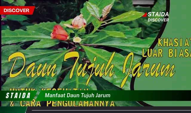 manfaat daun tujuh jarum