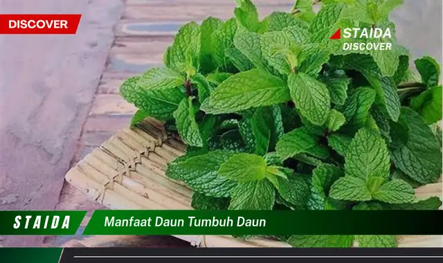 manfaat daun tumbuh daun