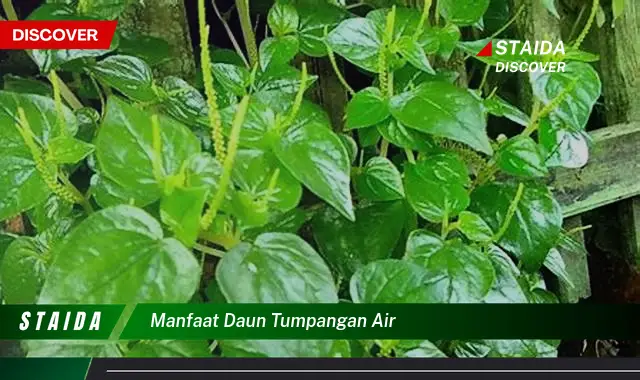 manfaat daun tumpangan air