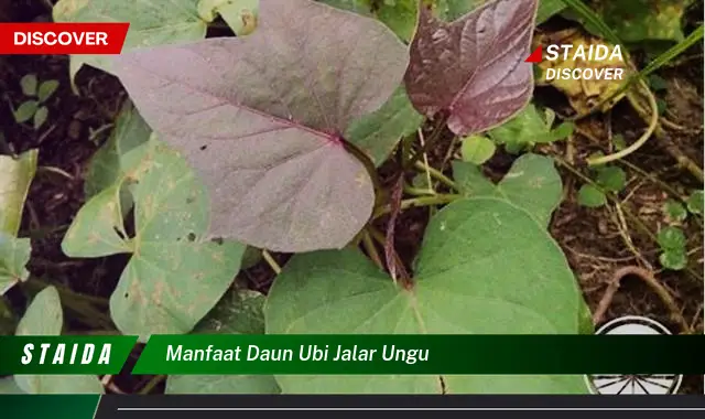 manfaat daun ubi jalar ungu