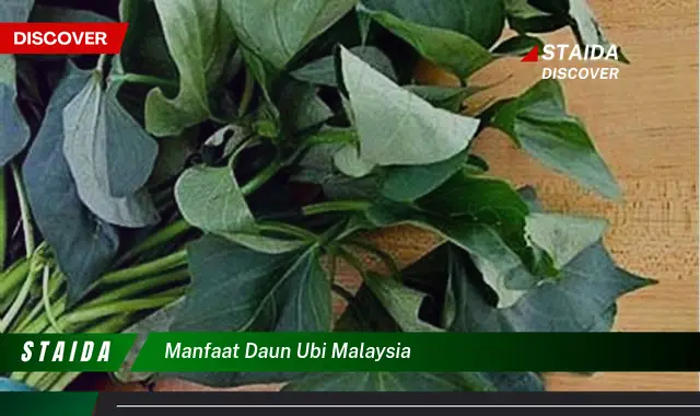 manfaat daun ubi malaysia