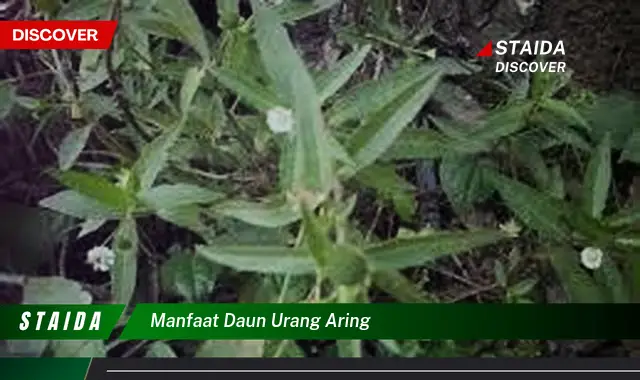 manfaat daun urang aring