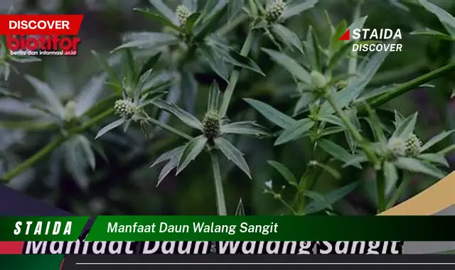 manfaat daun walang sangit