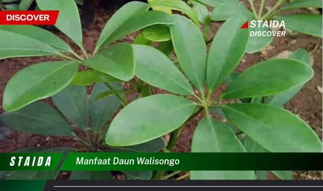 manfaat daun walisongo