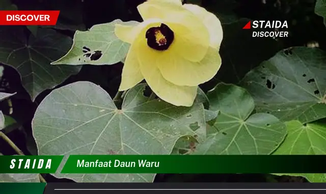 manfaat daun waru