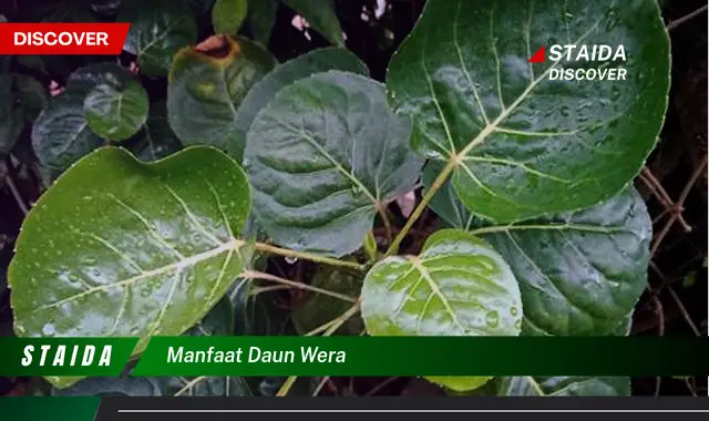 manfaat daun wera