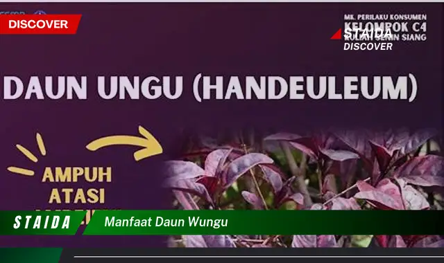 manfaat daun wungu