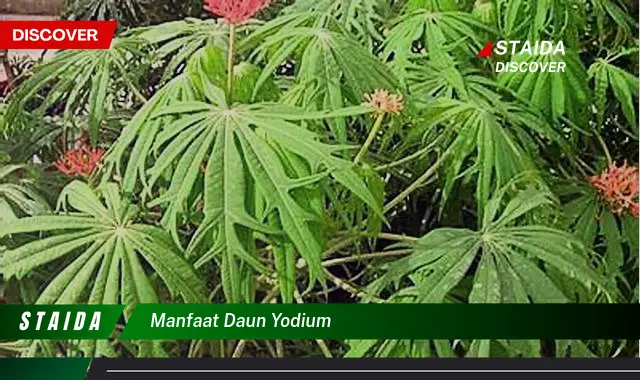 manfaat daun yodium