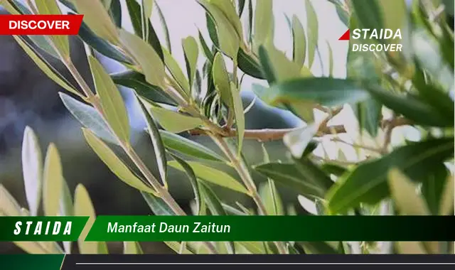 manfaat daun zaitun