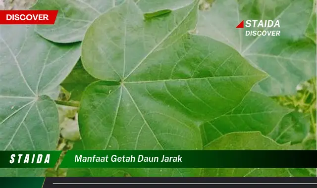 manfaat getah daun jarak