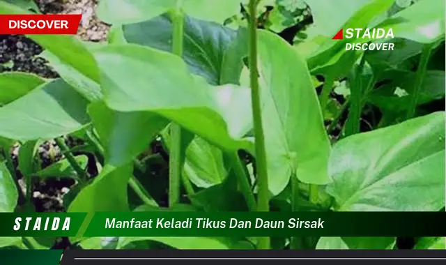 manfaat keladi tikus dan daun sirsak