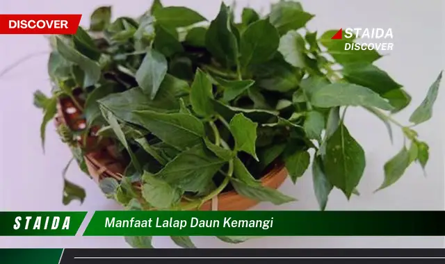 manfaat lalap daun kemangi