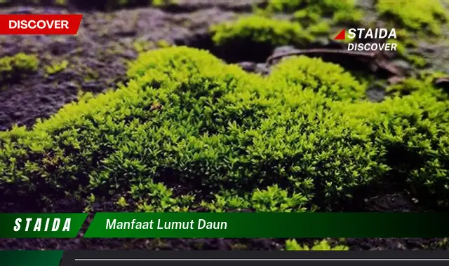 manfaat lumut daun