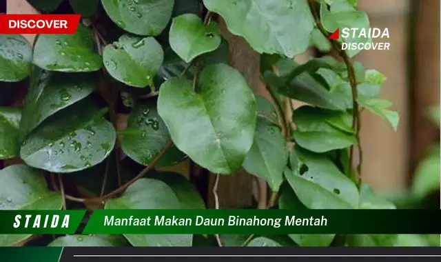 manfaat makan daun binahong mentah