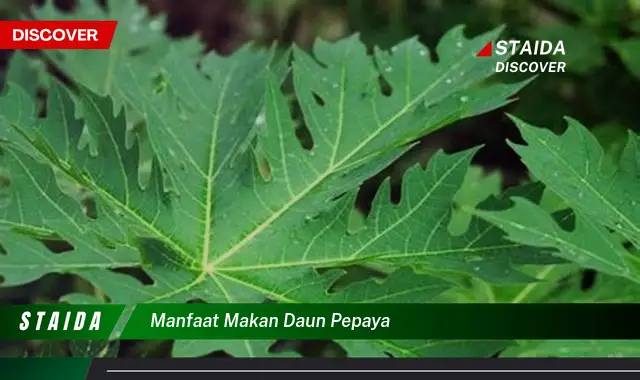 manfaat makan daun pepaya