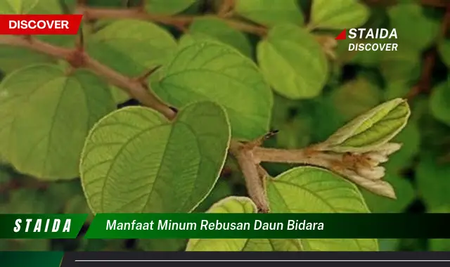 manfaat minum rebusan daun bidara