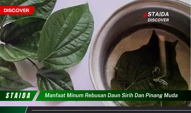 manfaat minum rebusan daun sirih dan pinang muda