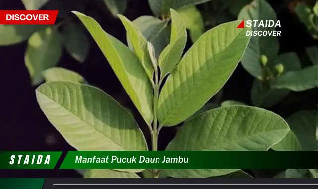 manfaat pucuk daun jambu