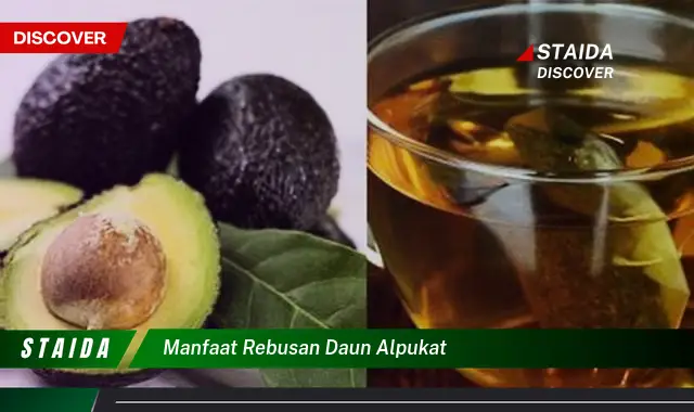 manfaat rebusan daun alpukat