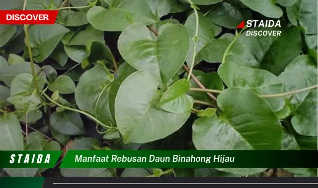 manfaat rebusan daun binahong hijau