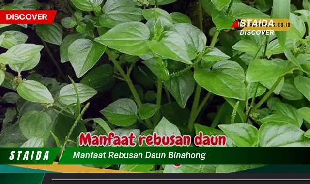 manfaat rebusan daun binahong