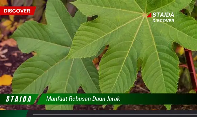 manfaat rebusan daun jarak