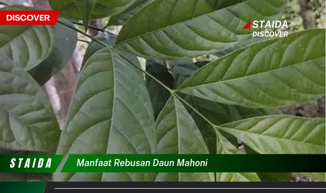 manfaat rebusan daun mahoni