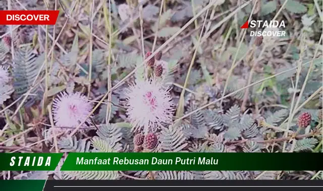 manfaat rebusan daun putri malu