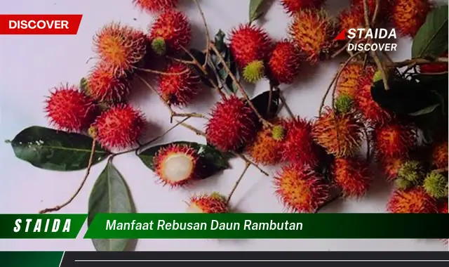 manfaat rebusan daun rambutan