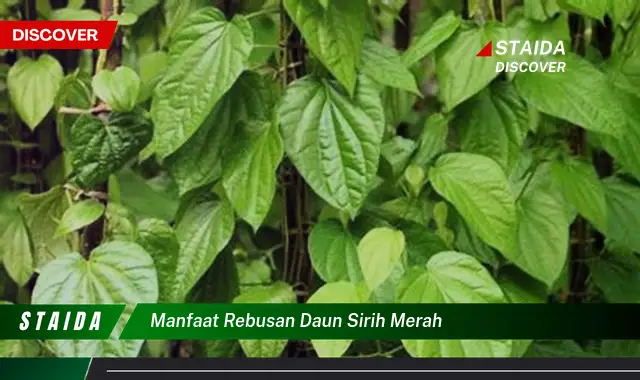 manfaat rebusan daun sirih merah