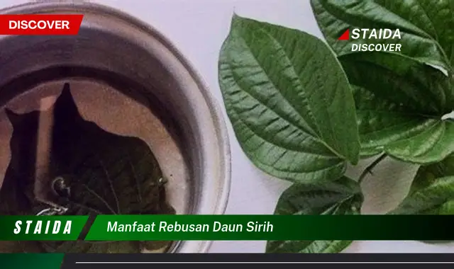 manfaat rebusan daun sirih