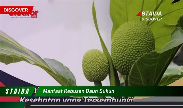 manfaat rebusan daun sukun