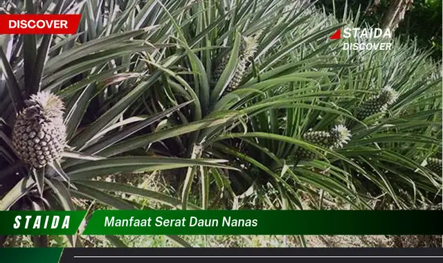 manfaat serat daun nanas