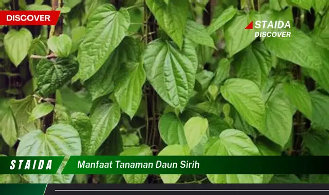 manfaat tanaman daun sirih