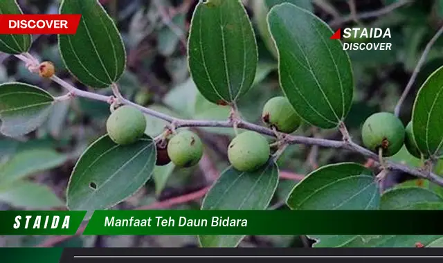 manfaat teh daun bidara