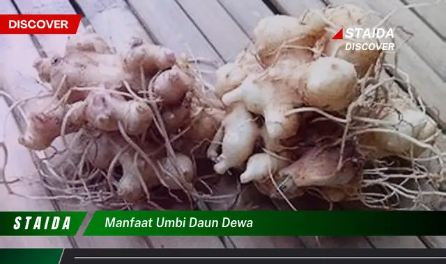 manfaat umbi daun dewa