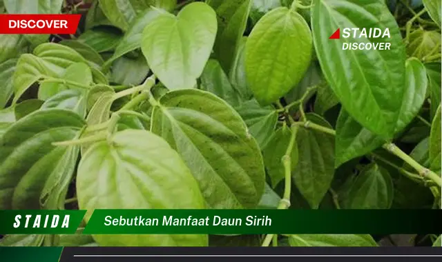 sebutkan manfaat daun sirih