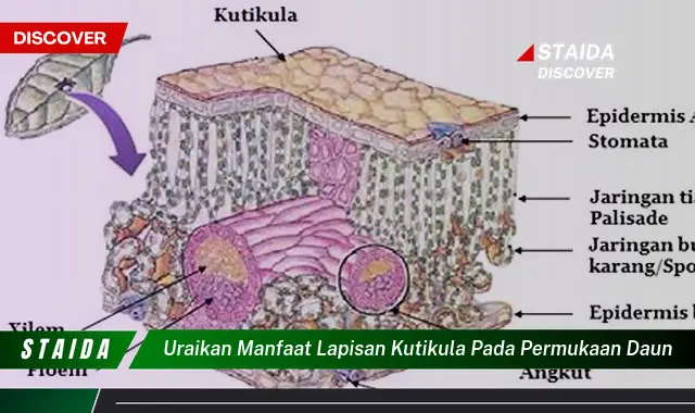 uraikan manfaat lapisan kutikula pada permukaan daun